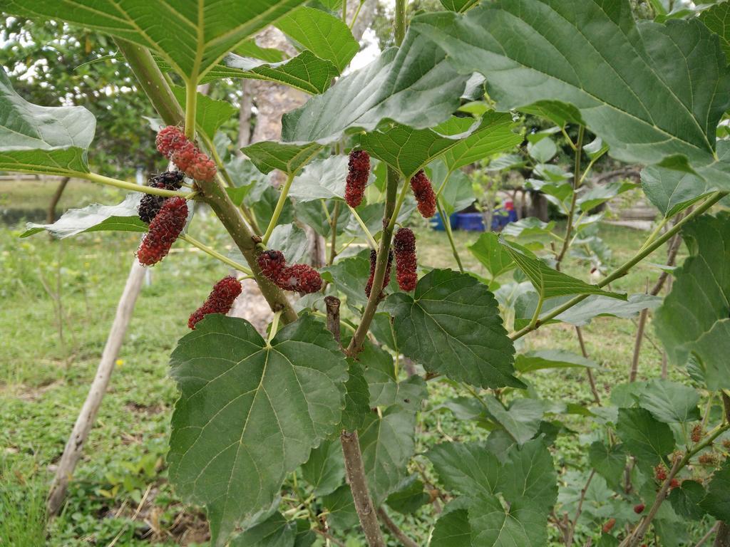 منتجع ليلاوالاي Nong Nam Daeng المظهر الخارجي الصورة